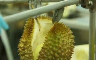 Quy trình sản xuất sầu riêng sấy thái lan Queen Durian