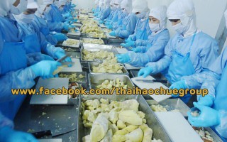 Đặc trưng của sầu riêng Monthong